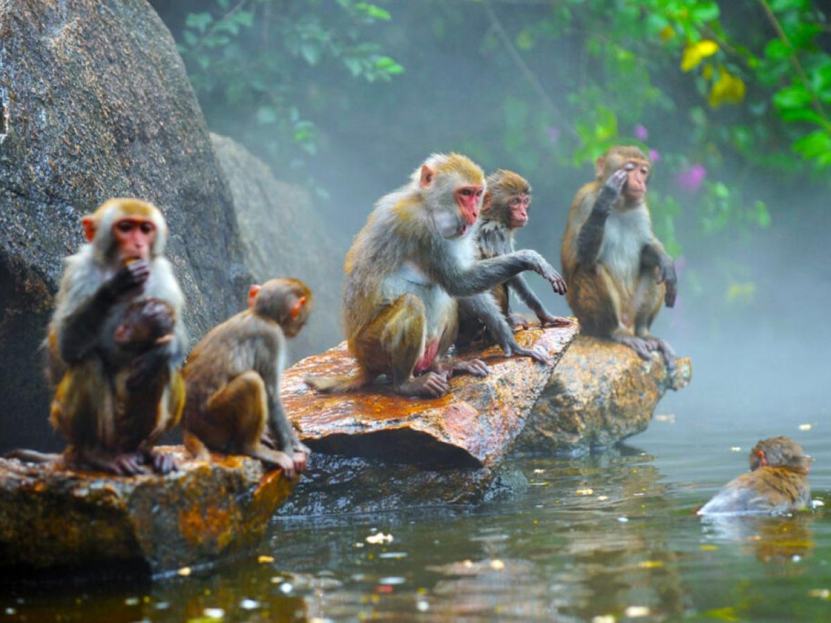 хайнань остров обезьян