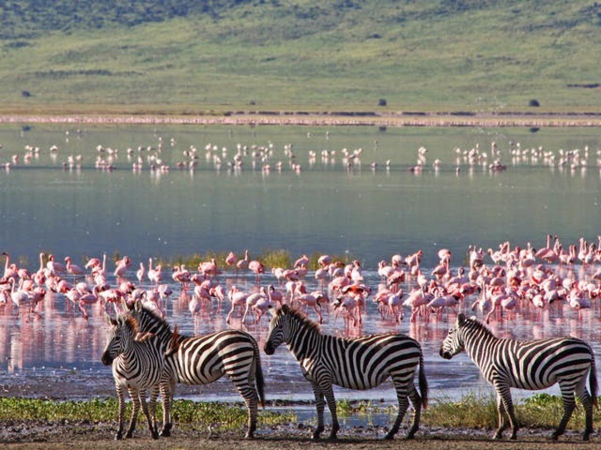 Роль национальных парков Танзании 
