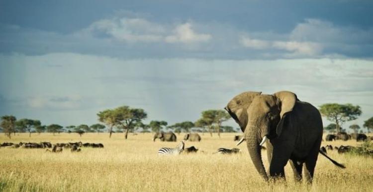 Роль национальных парков Танзании 